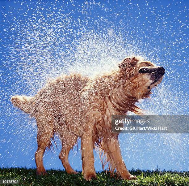 golden retriever shaking off water - dog shaking stock pictures, royalty-free photos & images