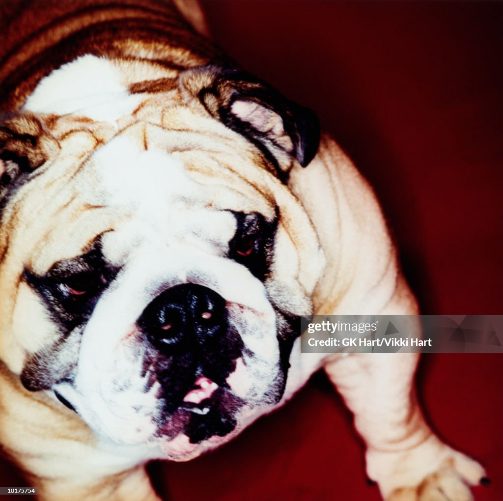 ENGLISH BULLDOG CLOSE-UP, RED BACKGROUND