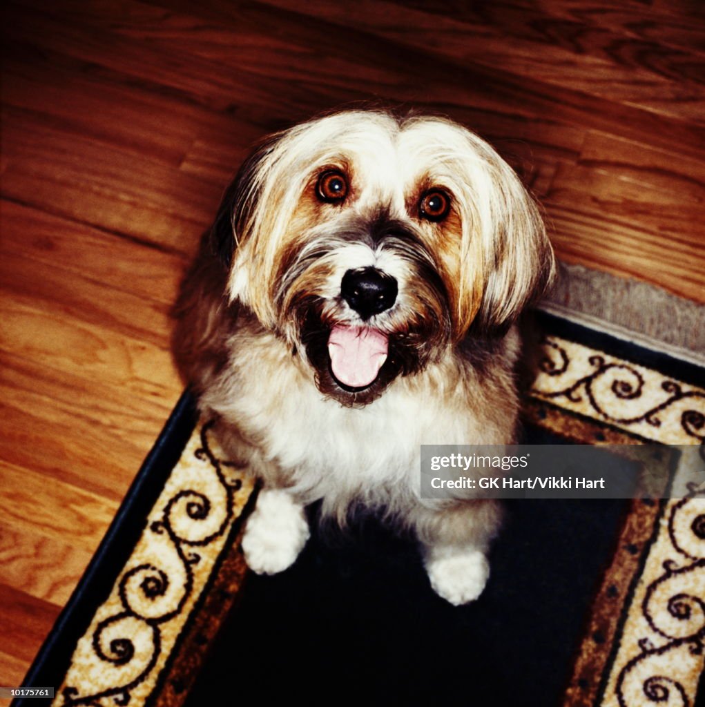 TIBETIAN TERRIER DOG LOOKING UPWARD