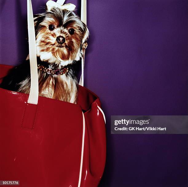 yorkshire terrier sitting in purse - purse contents stock pictures, royalty-free photos & images