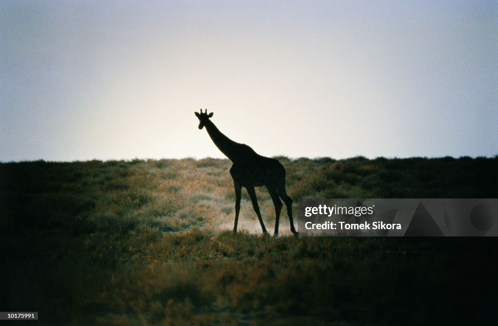 GIRAFFE AT DUSK, AFRICA