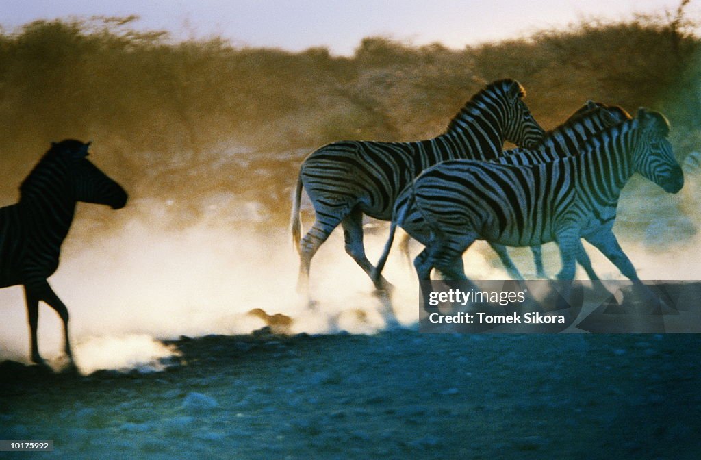 ZEBRAS AT DUSK, AFRICA
