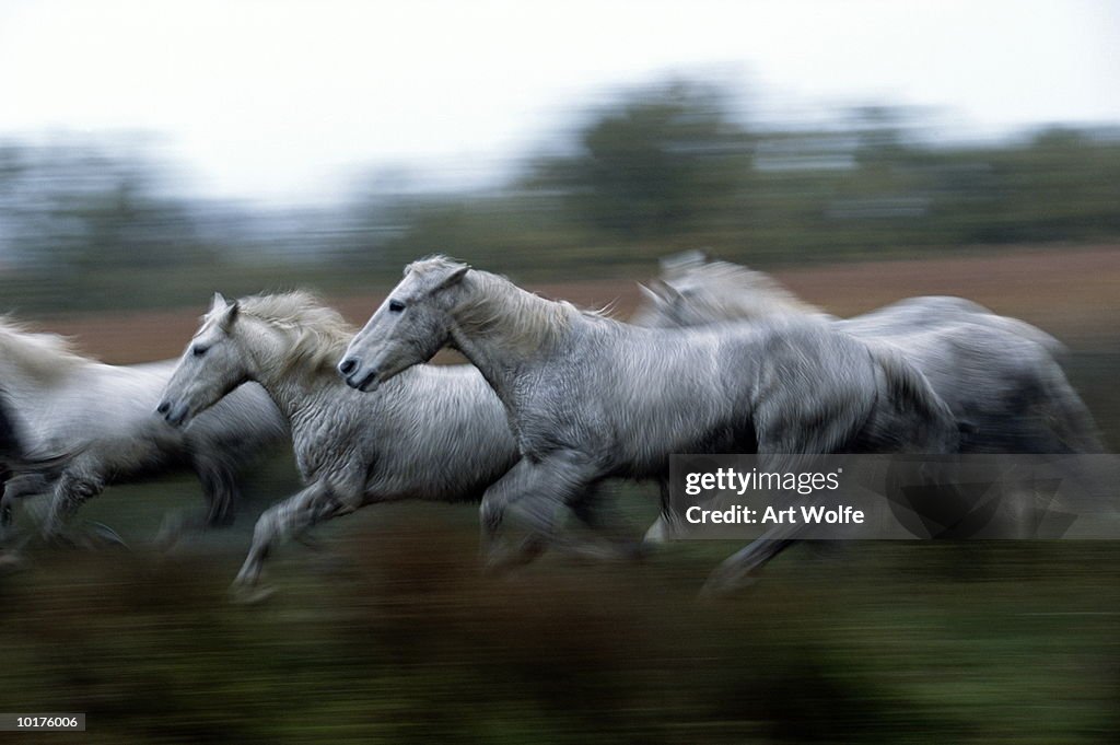 WILD HORSES (EQUUS CABALLUS), FRANCE