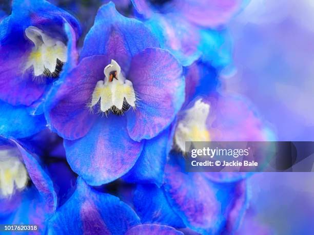 blue delphiniums - delphinium stock pictures, royalty-free photos & images