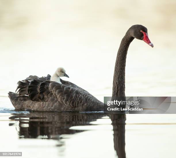 mother's taxi - black swans stock pictures, royalty-free photos & images