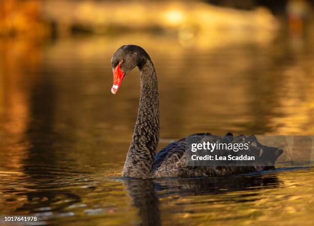 black swan on a golden morning - black swans stock pictures, royalty-free photos & images
