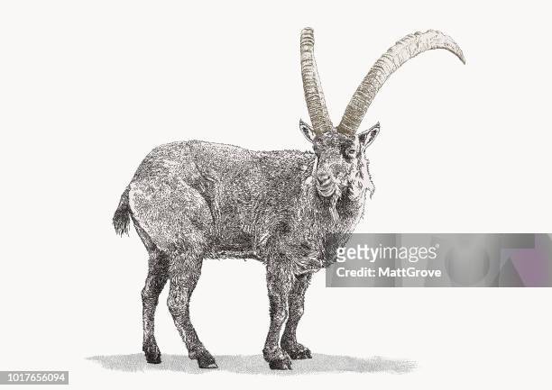alpine ibex  - steinbock stock-grafiken, -clipart, -cartoons und -symbole