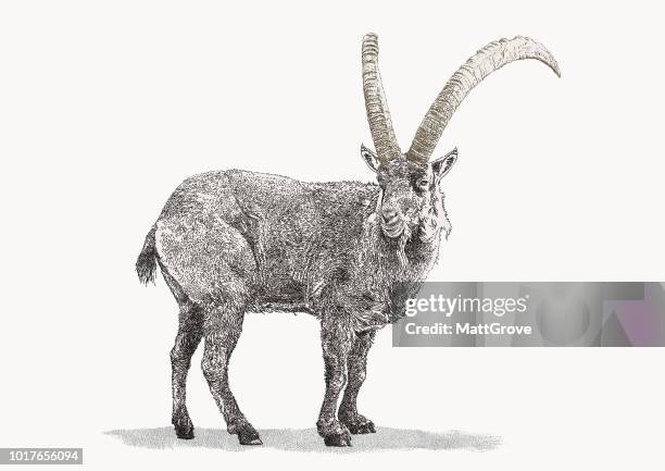 ilustraciones, imágenes clip art, dibujos animados e iconos de stock de cabra salvaje de los alpes - ibex