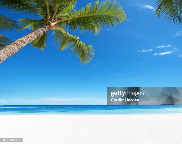 summer tropical paradise beach background - beach and palm trees stock pictures, royalty-free photos & images