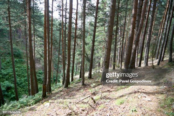 Western Rhodopes Western Rhodopes Photos and Premium High Res Pictures - Getty Images