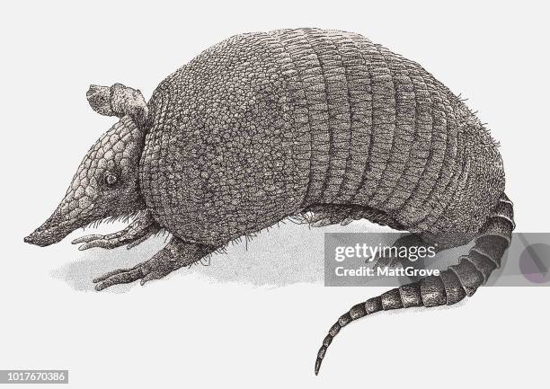 armadillo - armadillo stock illustrations