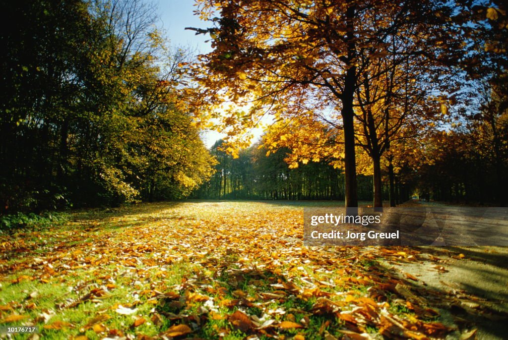 TIERGARTEN PARK IN FALL, BERLIN, GERMANY