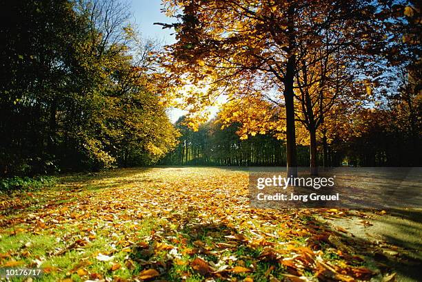 tiergarten park in fall, berlin, germany - the tiergarten stock pictures, royalty-free photos & images