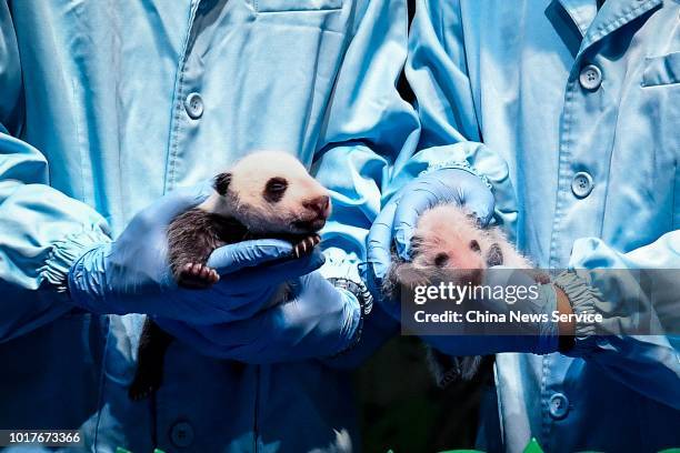 Staff members pose fourteen-day-old giant panda Tingzai and one-month-old giant panda Longzai for a photo on August 12, 2018 in Guangzhou, Guangdong...