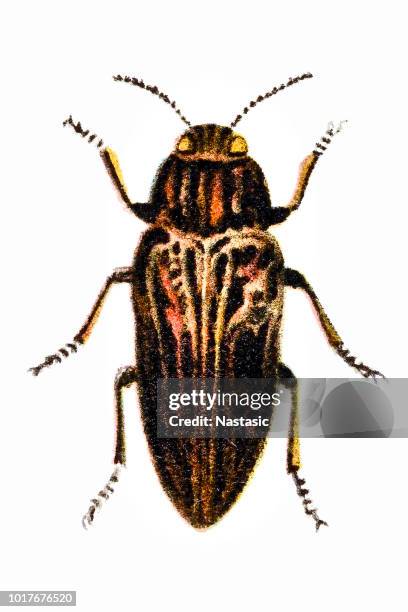 flatheaded pine borer, chalcophora mariana - pine beetle stock illustrations