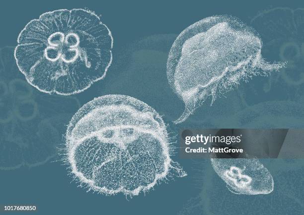 ilustrações, clipart, desenhos animados e ícones de água-viva - jellyfish