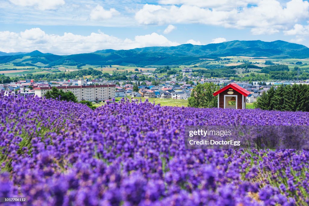 Red Hut and Lavender Field on the Hillside of Hinode Farm in Summer, Furano, Hokkaido, Japan