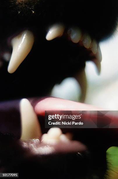 close-up of dog's teeth and tongue - rottweiler barking stock pictures, royalty-free photos & images