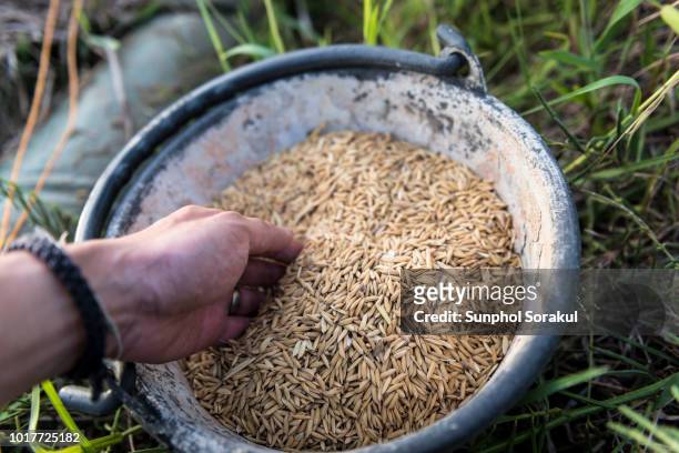 a bucket full of rice paddy grain - husk stockfoto's en -beelden