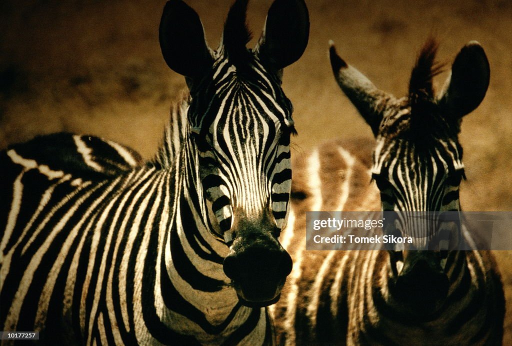 ZEBRAS, CLOSE-UP, TANZANIA, AFRICA
