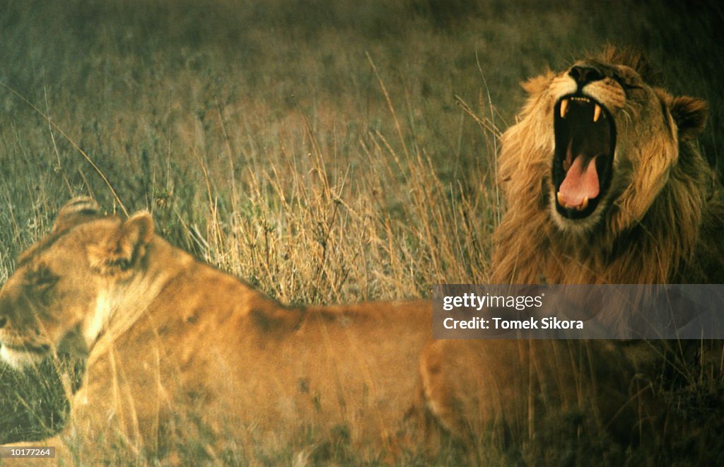LION AND LIONESS, SERENGETI, TANZANIA