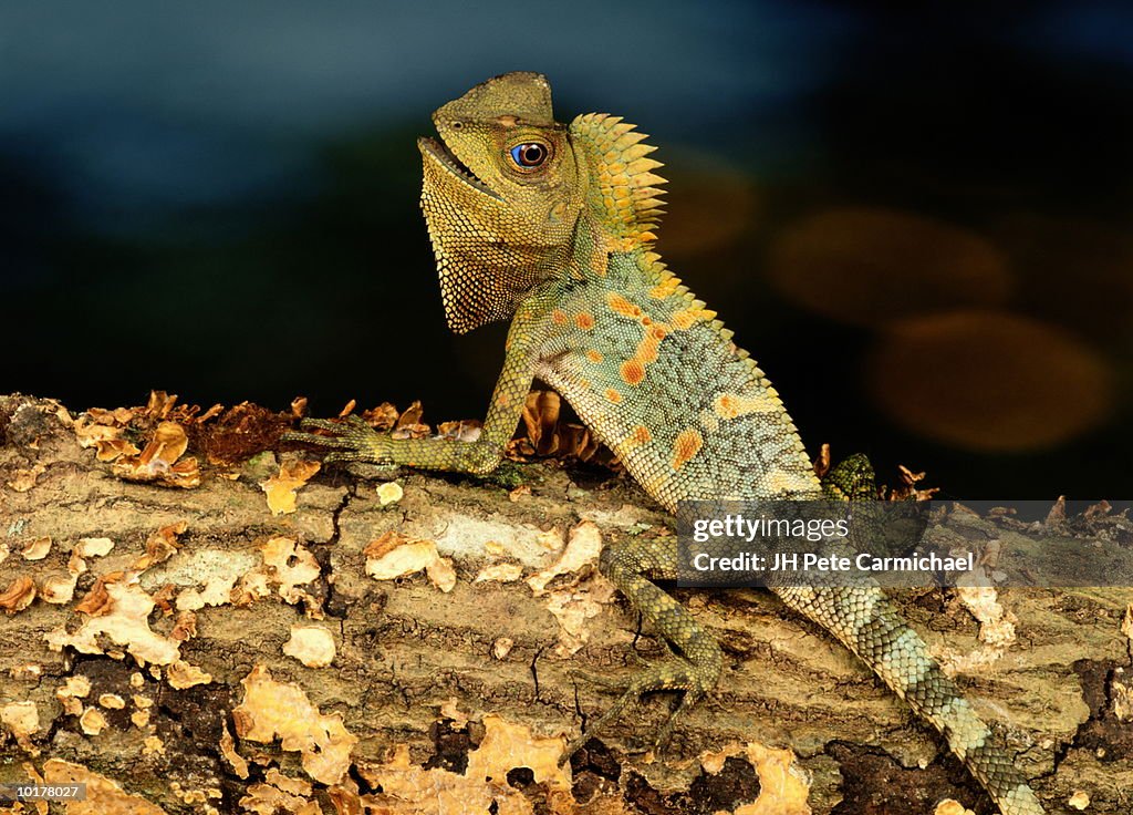 INDONESIAN TREE DRAGON, THAILAND