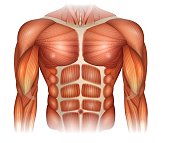 Muscles of the Chest