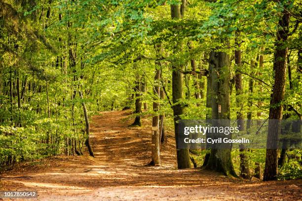 hiking path in a beech forest - département vosges frankreich stock-fotos und bilder