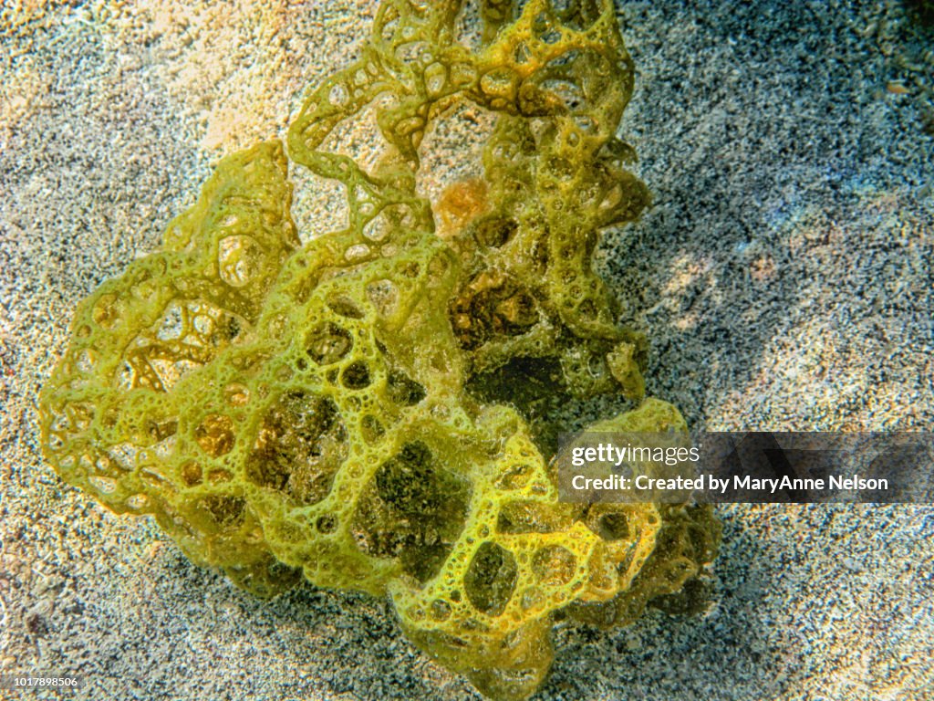 Yellow Sea Sponge