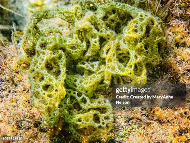 Sea Sponge Microscope 5,143 Sea Sponge Images Stock Photos, High-Res Pictures, and Images ...