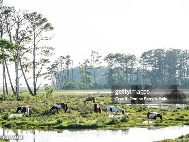 chincoteague ponies - national wildlife reserve stock pictures, royalty-free photos & images