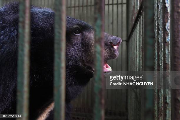 This photo taken on August 14, 2018 shows a caged bear during a rescue operation from a facility where bear bile is extracted in Thai Nguyen...
