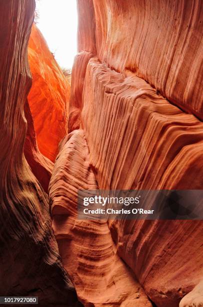 red canyon of utah - red rocks bildbanksfoton och bilder
