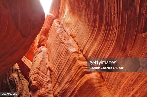 red canyon of utah - red canyon bildbanksfoton och bilder