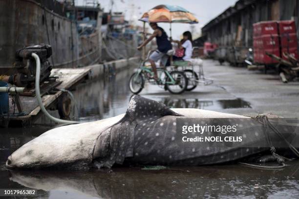 Residents look at a dead whale shark at the Navotas Fish Port in Manila on August 17, 2018. The whale shark, which measured about 5m long and weighed...