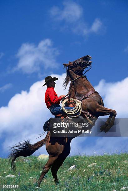 cowboy on rearing horse, side view - cowboy stock-fotos und bilder
