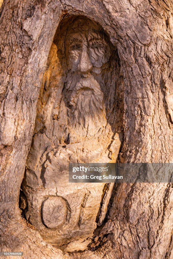 Australian Outback 'Dig tree' from Burke and Wills expedition