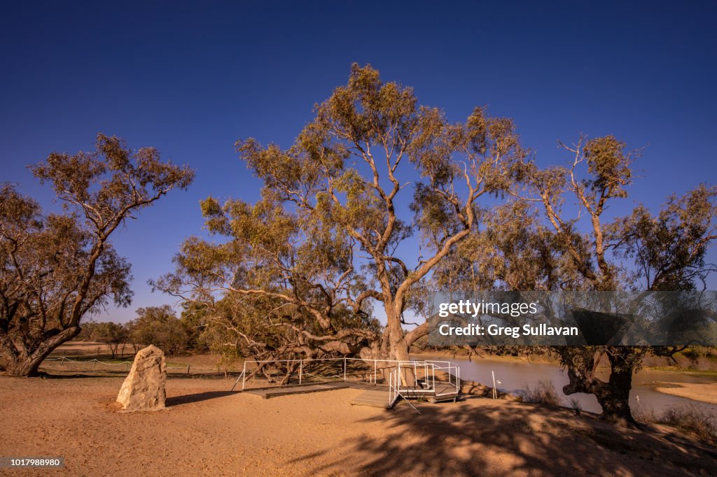 Australian Outback 'Dig tree' from Burke and Wills expedition