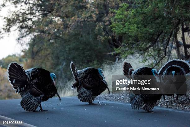 wild turkey - wild turkey stock pictures, royalty-free photos & images