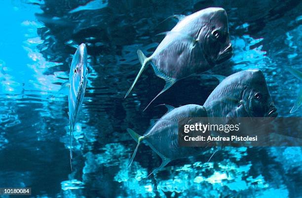 Scaring Fish 3,188 Scary Fish Stock Photos, High-Res Pictures, and Images - Getty Images