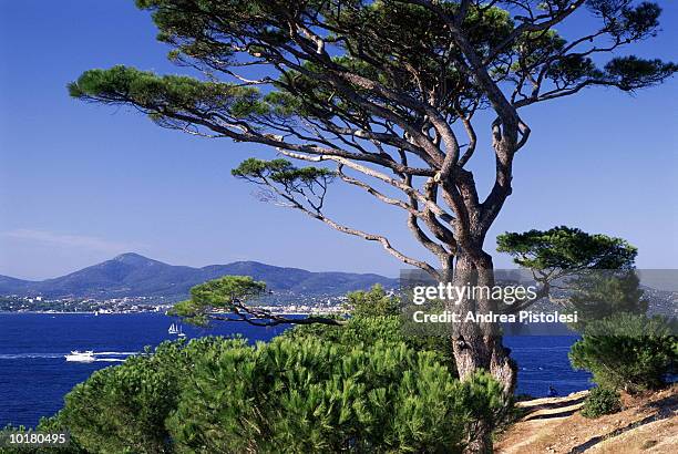 view from citadel, st tropez, cote d azur, france - saint tropez stock-fotos und bilder
