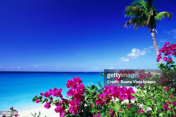 caribbean, st martin, bougainvillaea - bougainvillea stock pictures, royalty-free photos & images