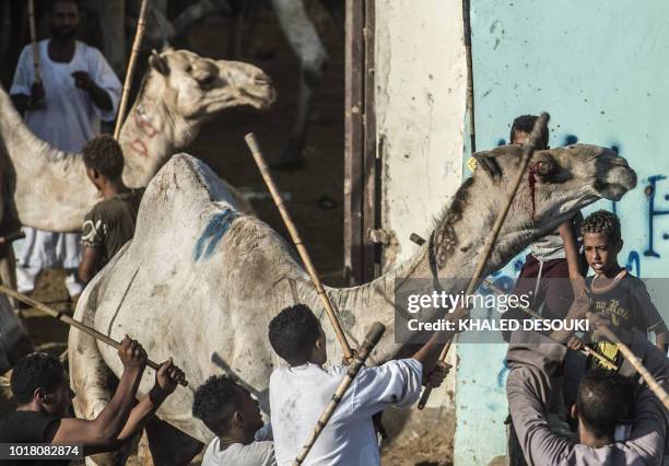 Egyptian vendors use force to move a camel at the Berqash camel market northeast of Cairo, on August 17, 2018. - Known as the "big" festival, Eid...
