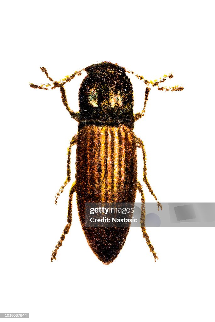 Click beetle (Agriotes lineatus)