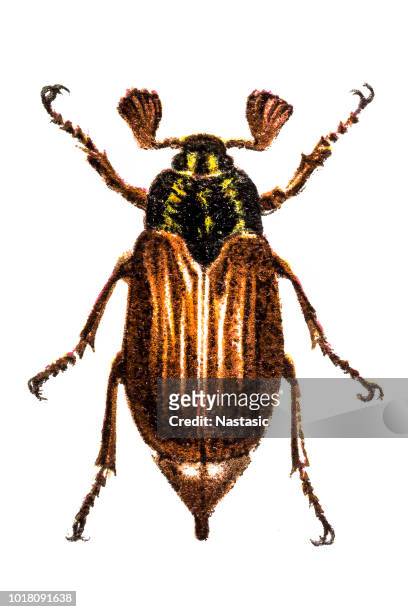 cockchafe (melolontha vulgaris) - june beetle stock illustrations