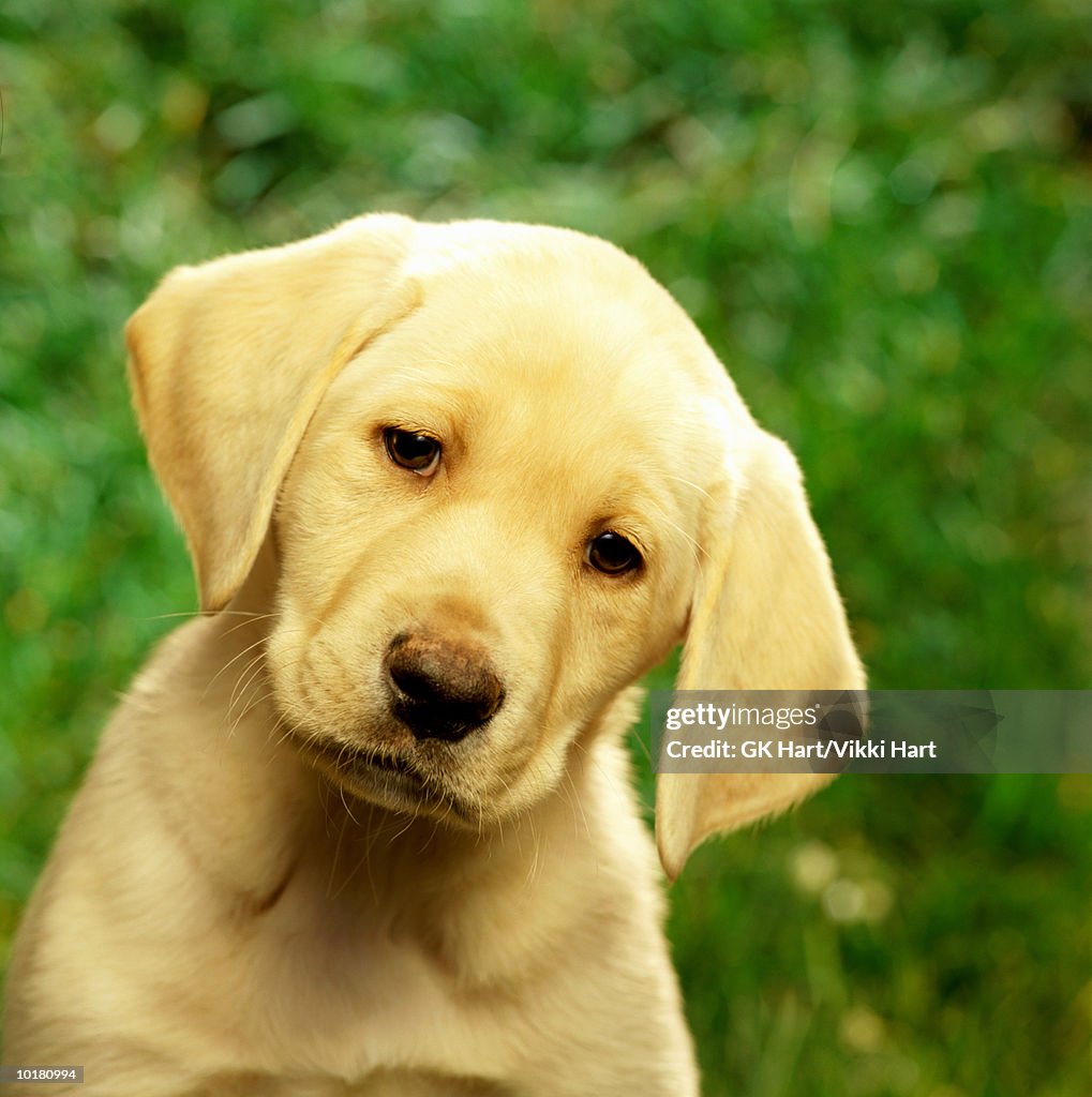 Yellow Labrador Retriever puppy on grass.