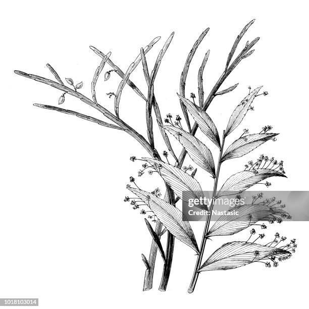 broad-leaved xylophylla (phyllanthus speciosus) - sea buckthorn stock illustrations