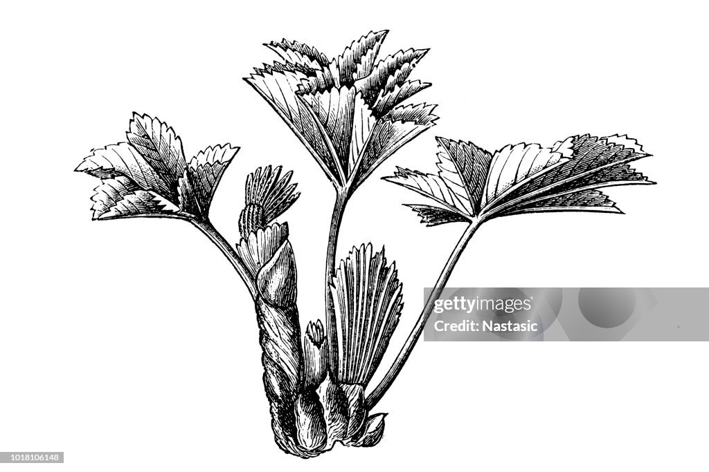 Common lady's mantle (Alchemilla vulgaris)