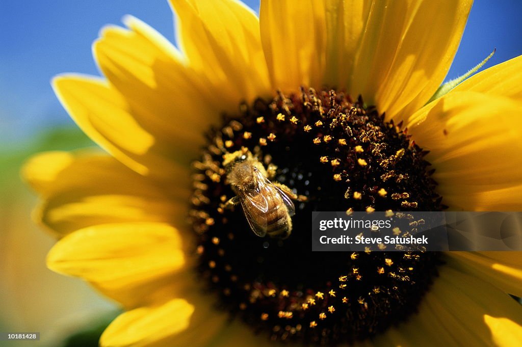 BEE ON SUNFLOWER