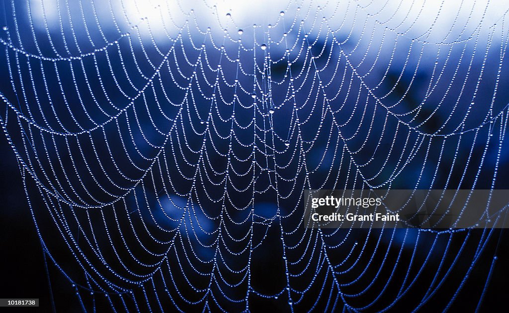 SPIDERS WEB IN THE RAIN